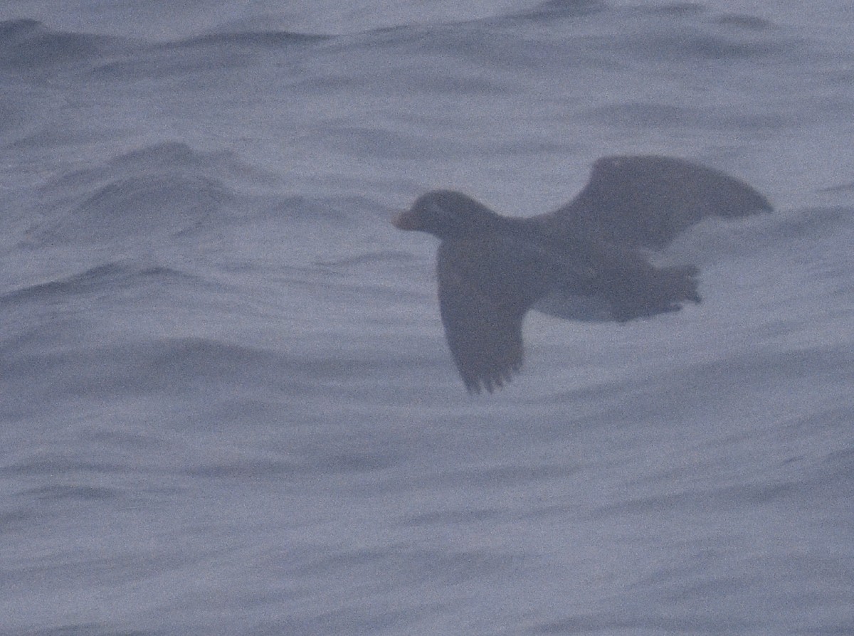 Parakeet Auklet - ML431088831