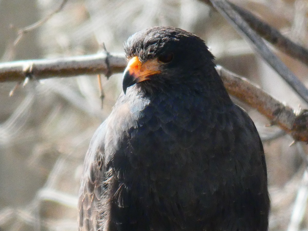 Common Black Hawk - ML431088841