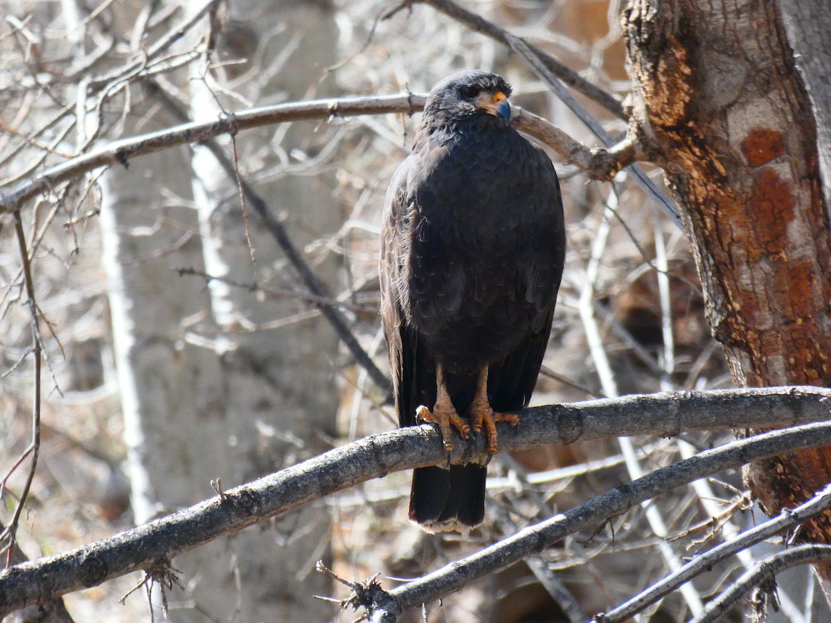 Common Black Hawk - ML431088851