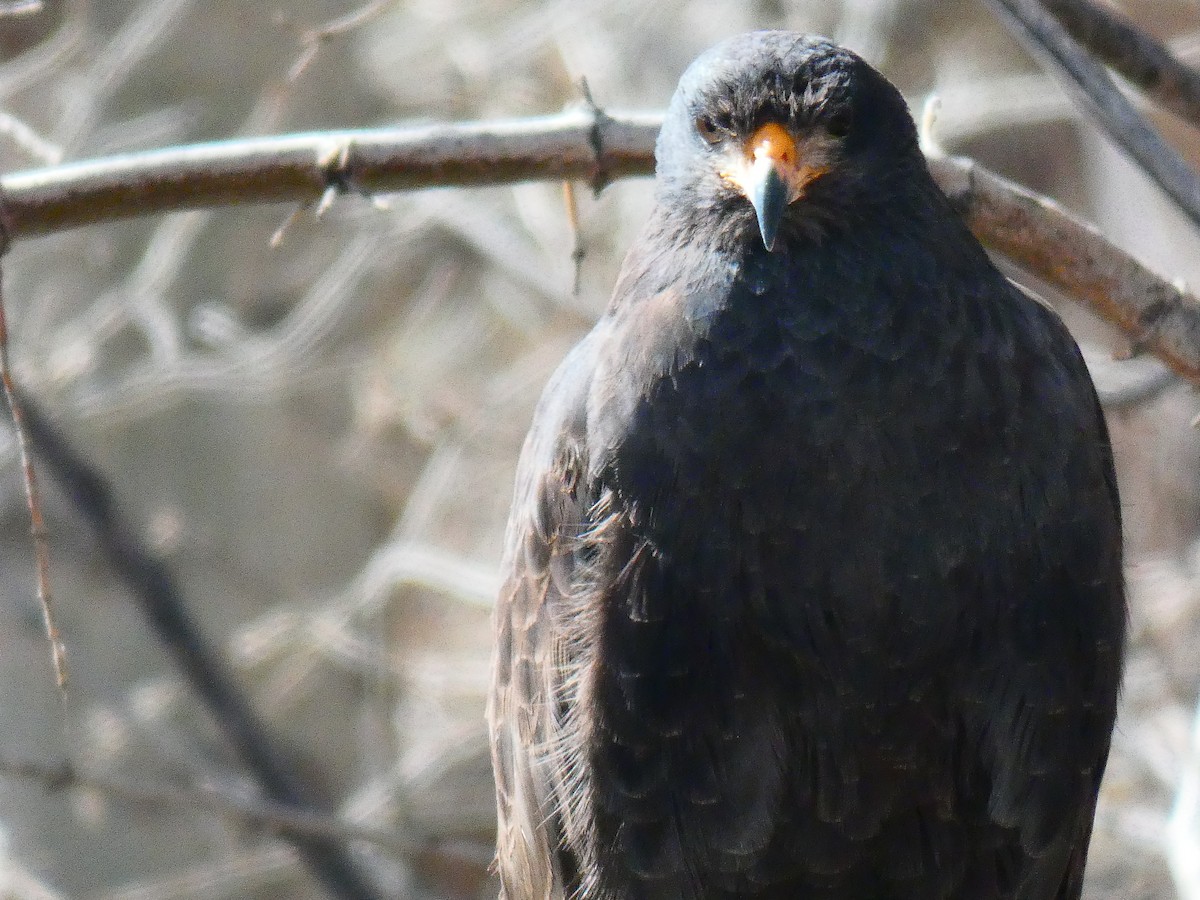 Common Black Hawk - ML431088871