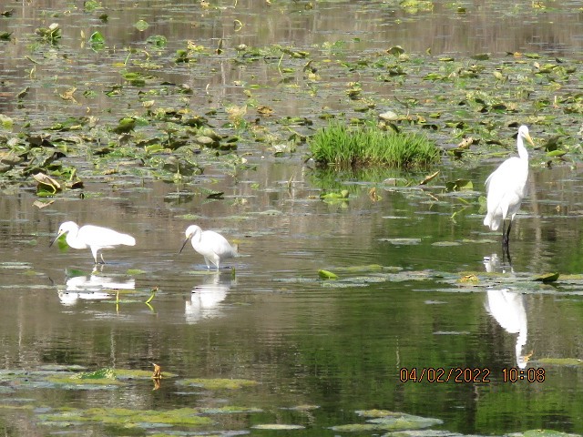 Snowy Egret - ML431088911