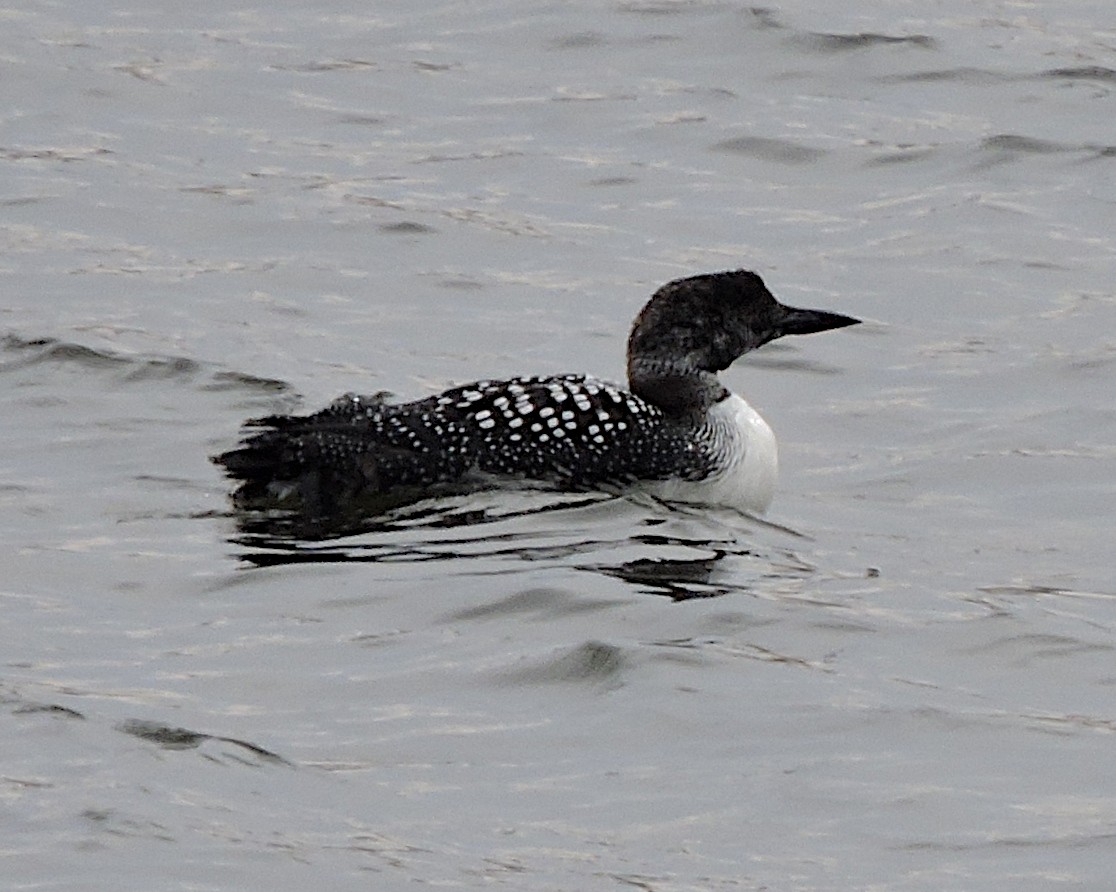 Common Loon - ML431089371