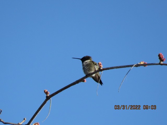 Black-chinned Hummingbird - ML431089631