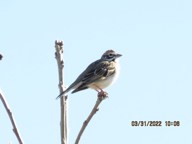 Lark Sparrow - ML431090841