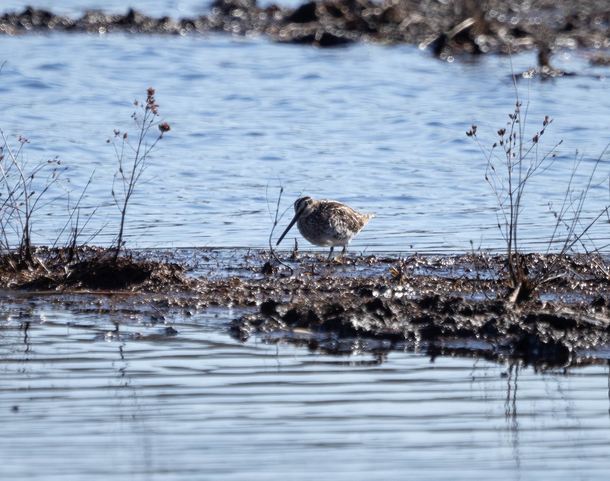 Wilson's Snipe - ML431094121