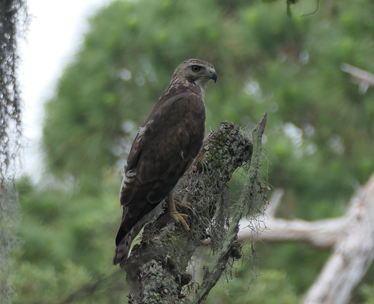 Red-tailed Hawk - ML431095151