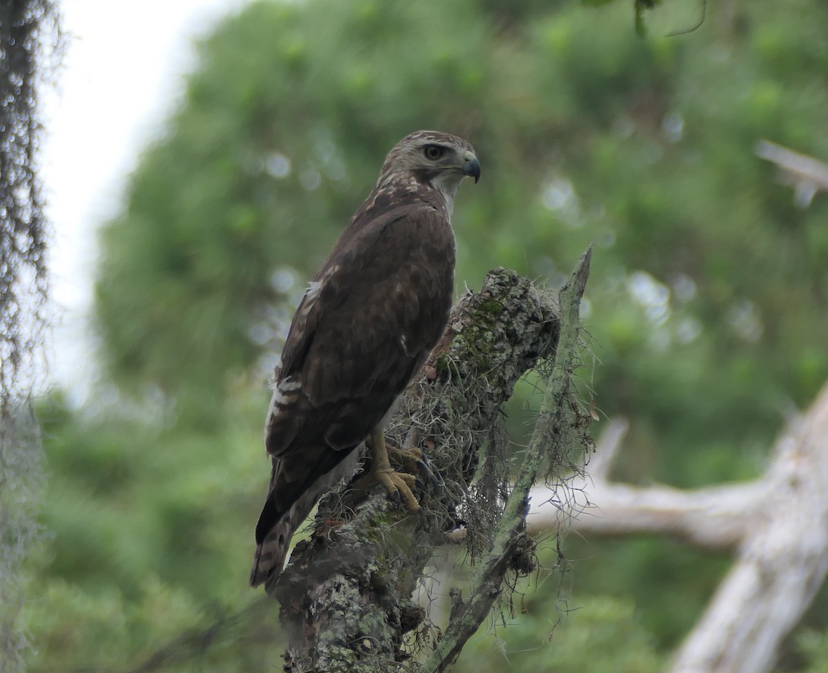 Rotschwanzbussard - ML431095151