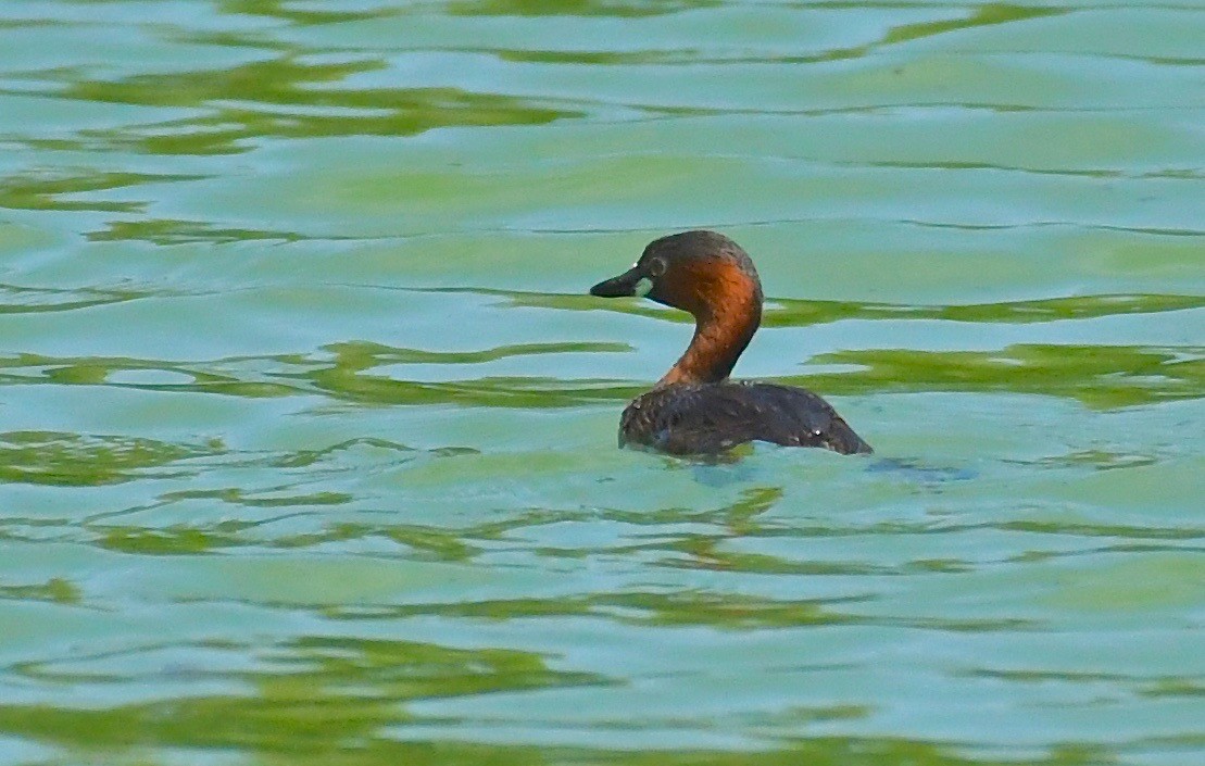 Little Grebe - Theresa Bucher