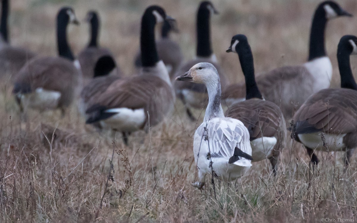 Snow Goose - ML43109831