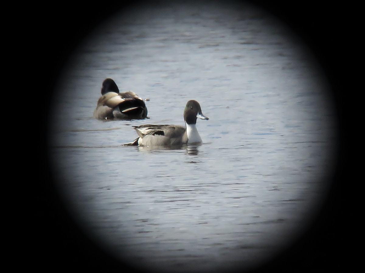 Northern Pintail - ML431098631