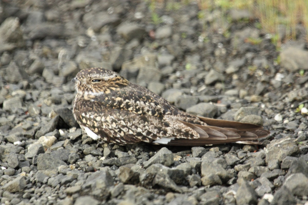 Common Nighthawk - ML431100031