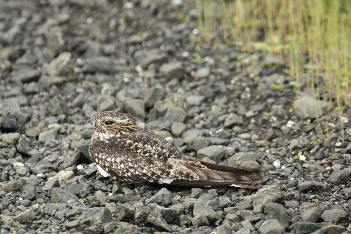 Common Nighthawk - ML431100151