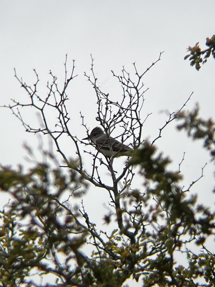 Ash-throated Flycatcher - Noah Nei