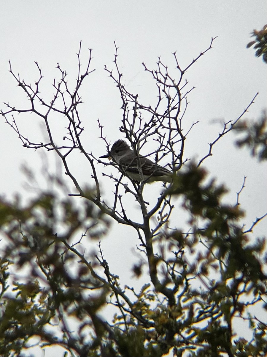 Ash-throated Flycatcher - Noah Nei