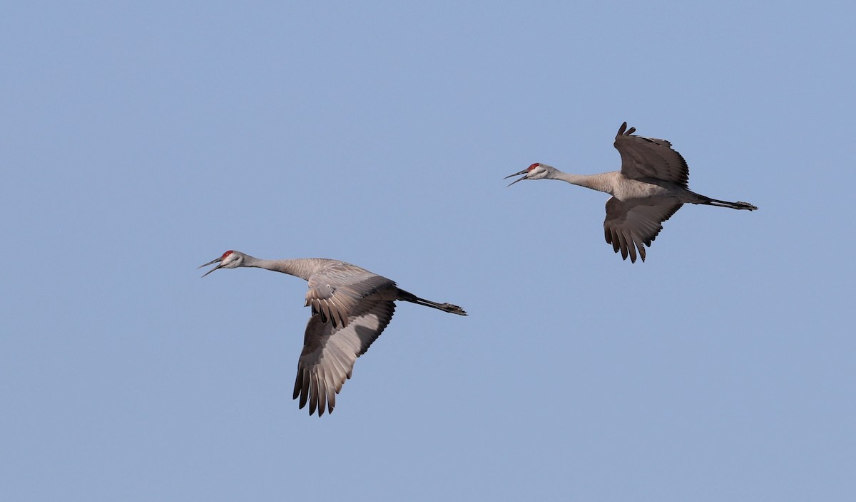 Sandhill Crane - Mario St-Gelais