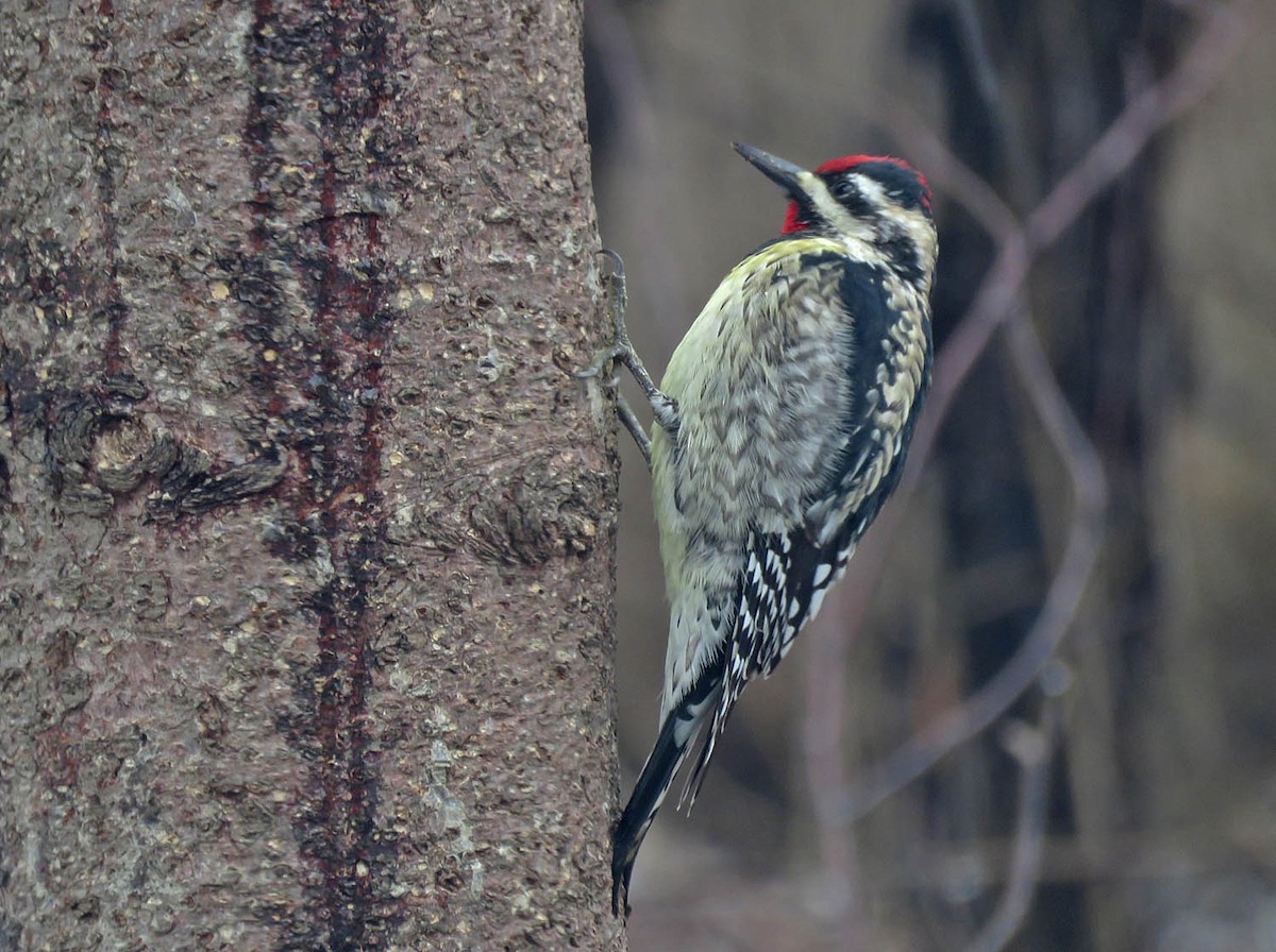 Yellow-bellied Sapsucker - ML431102561