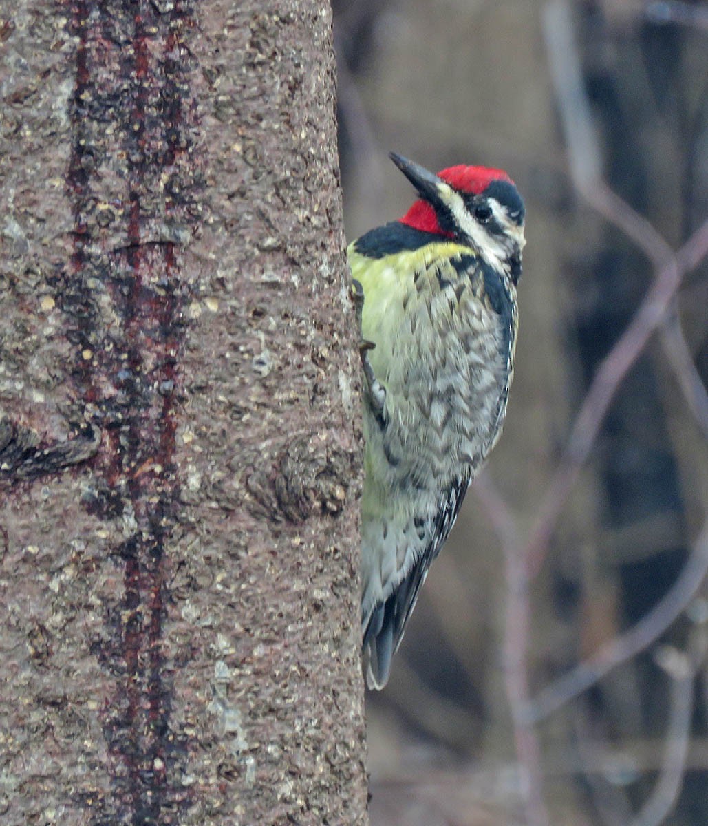 Yellow-bellied Sapsucker - ML431102571