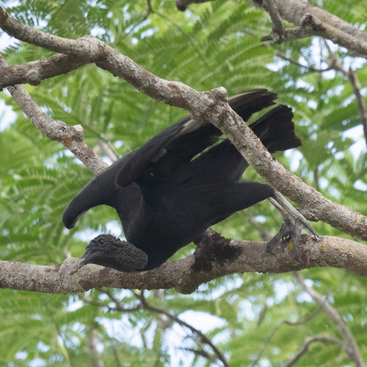 Black Vulture - ML431102791