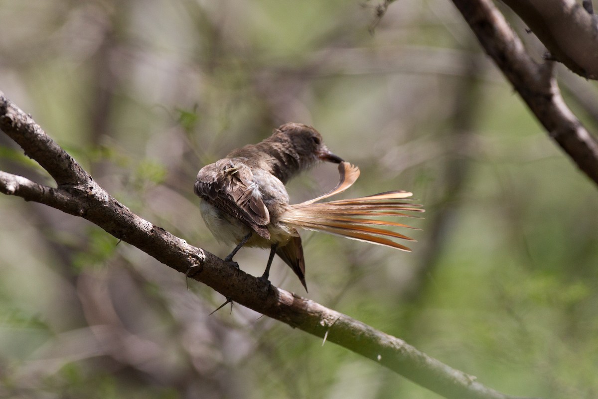 Grenada Flycatcher - ML43110491