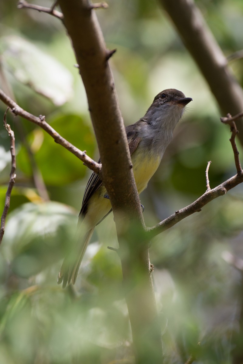 Grenada Flycatcher - Chris Wood