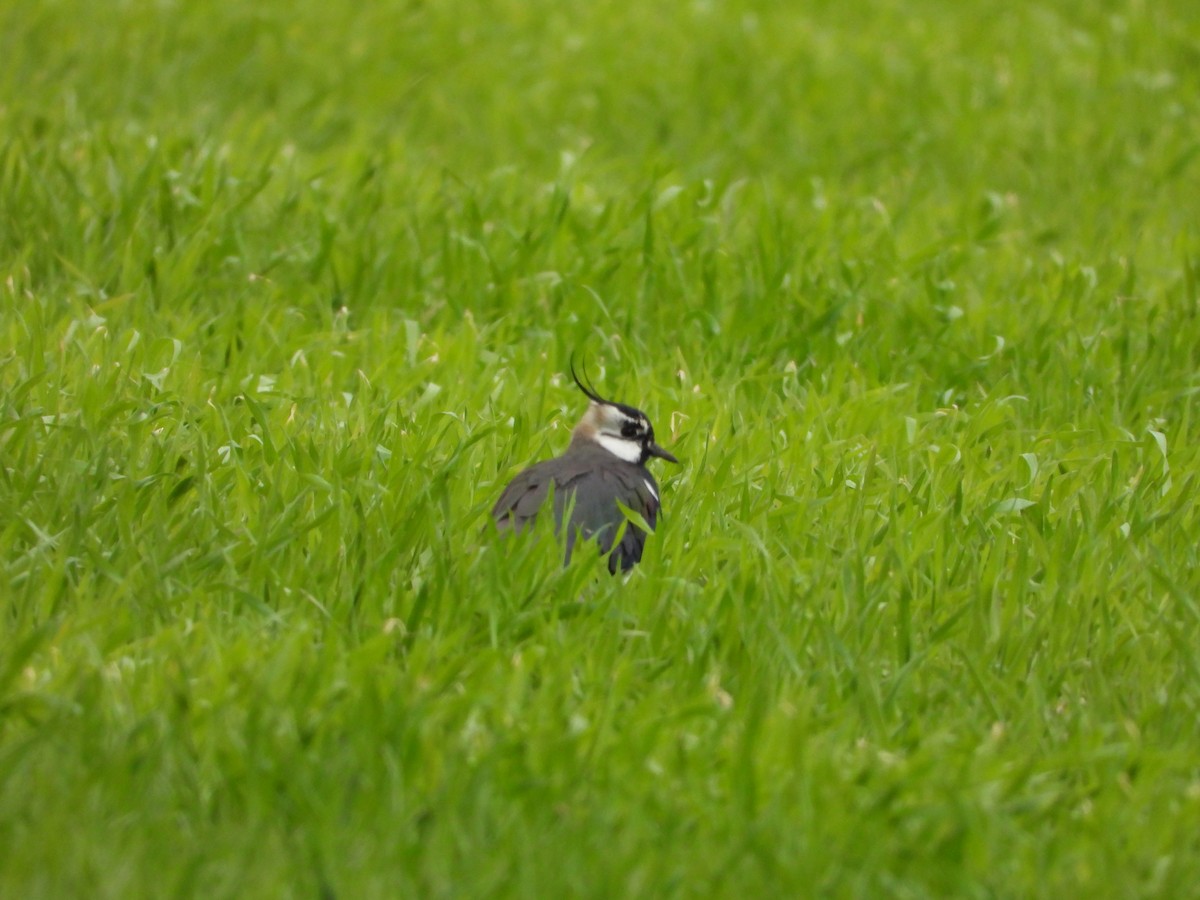 Northern Lapwing - ML431105471