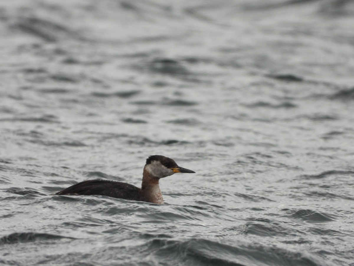 Red-necked Grebe - ML431105481