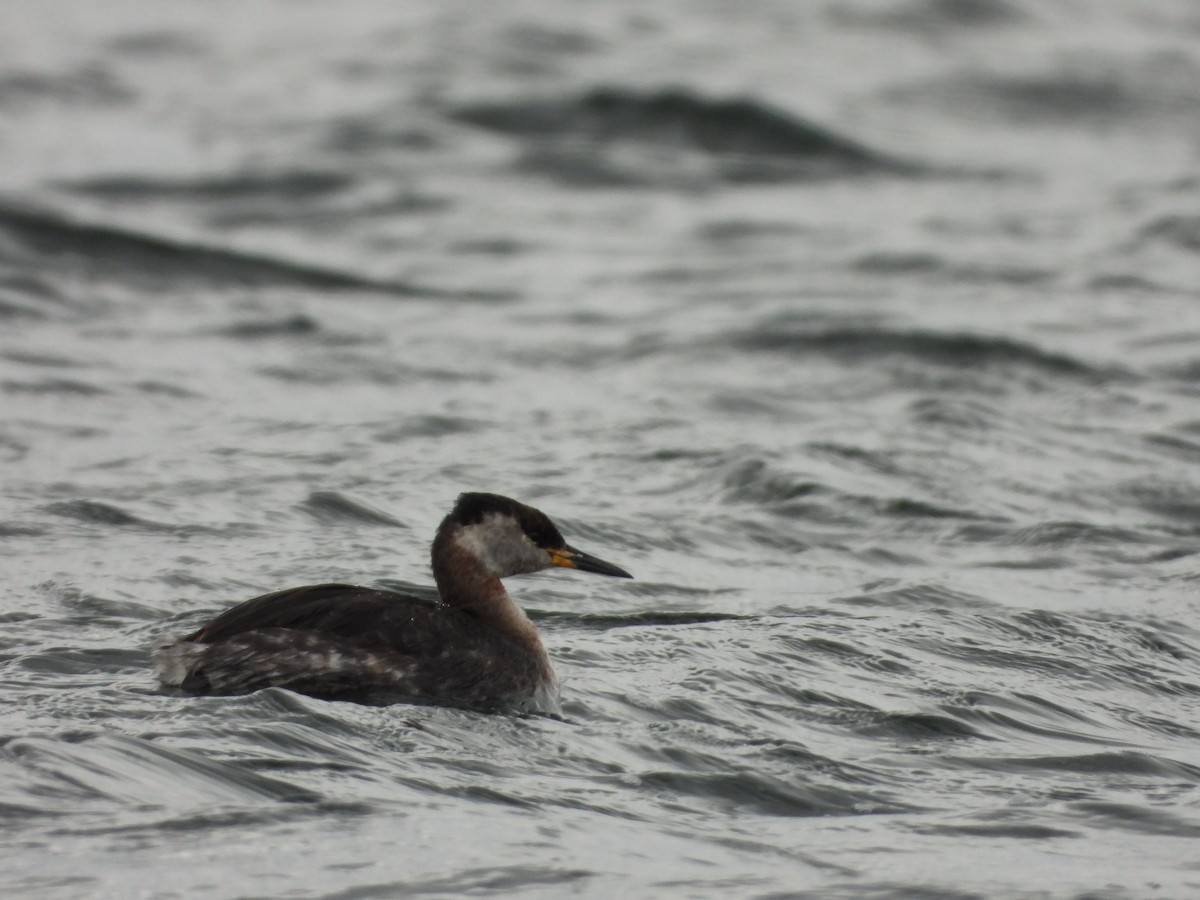 Red-necked Grebe - ML431105491