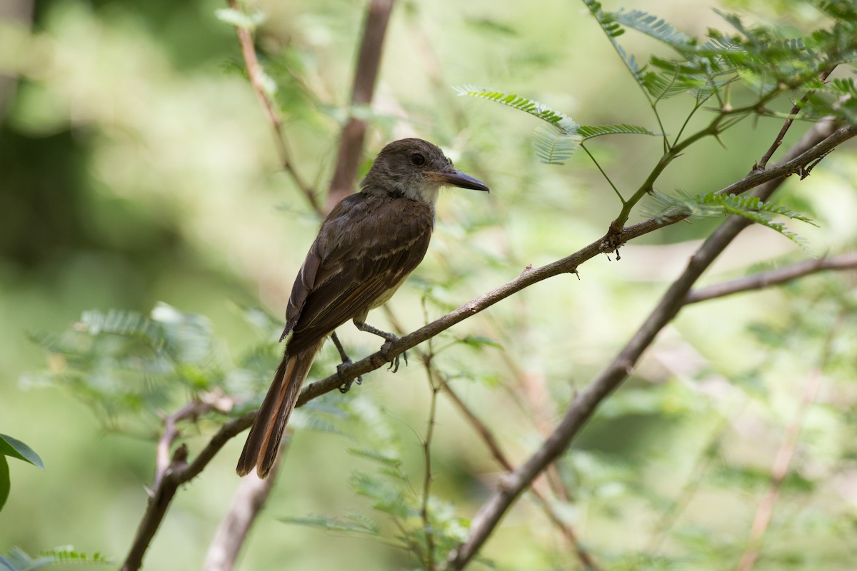 Grenada Flycatcher - ML43110551