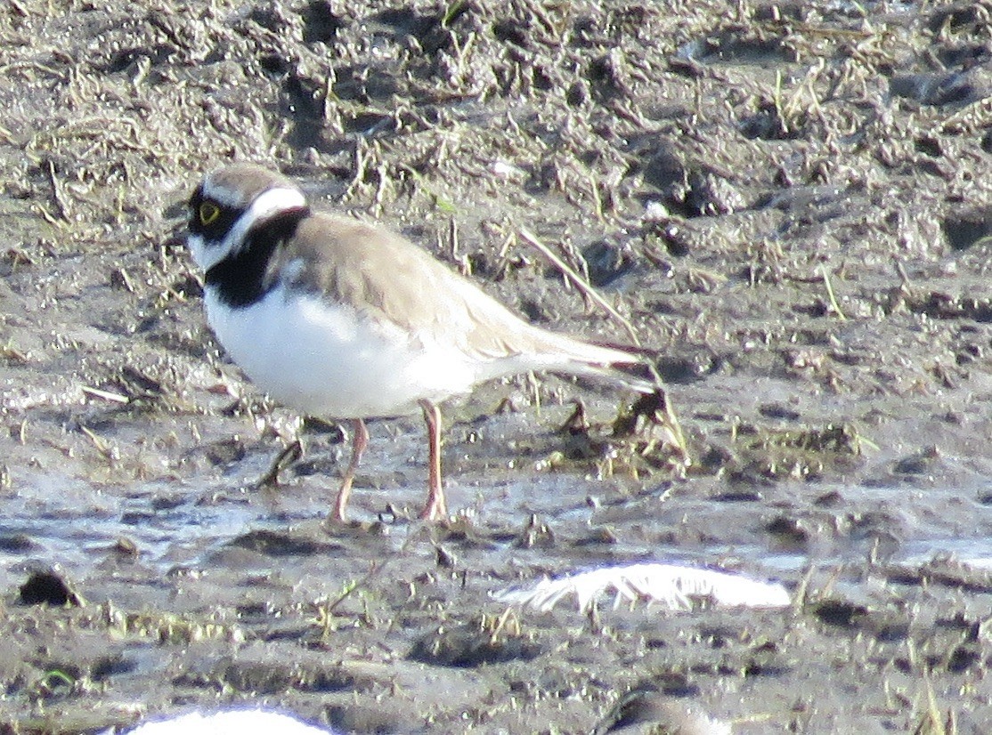 Little Ringed Plover - ML431107421