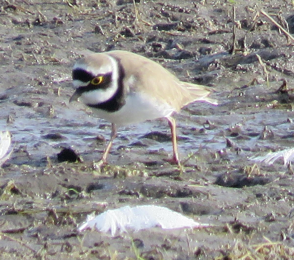 Little Ringed Plover - ML431107431