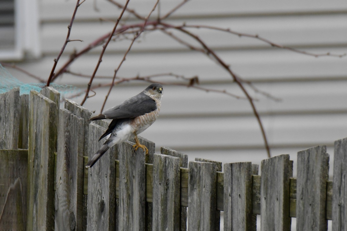 Sharp-shinned Hawk - ML431108601