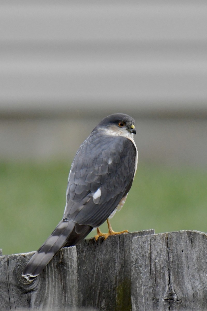 Sharp-shinned Hawk - ML431108611