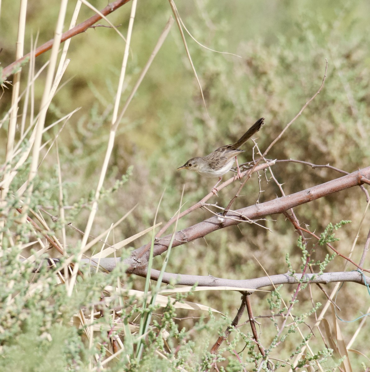 Graceful/Delicate Prinia - ML431109891