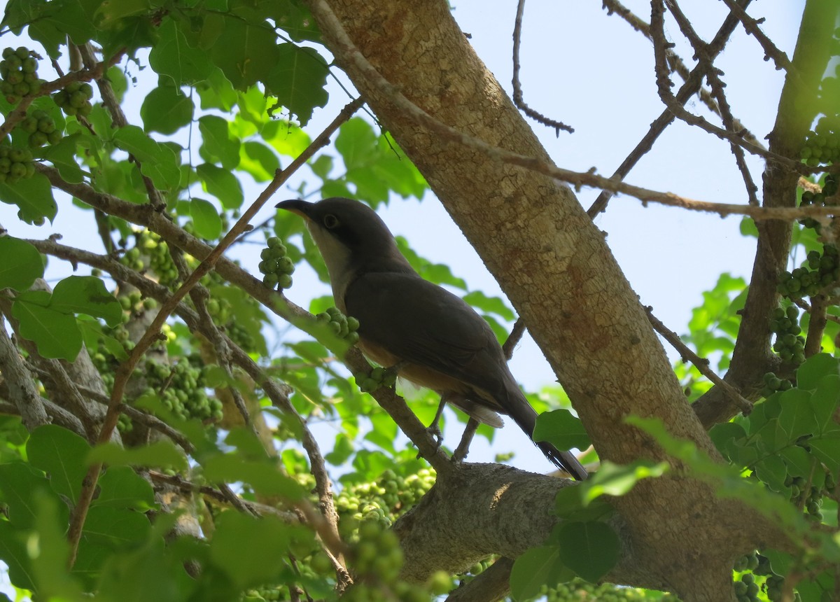 Mangrove Cuckoo - ML431112701