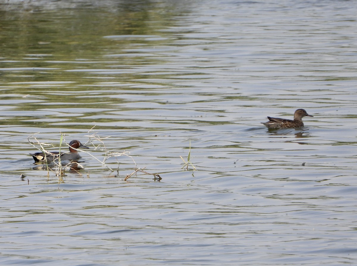 Green-winged Teal - ML431113341