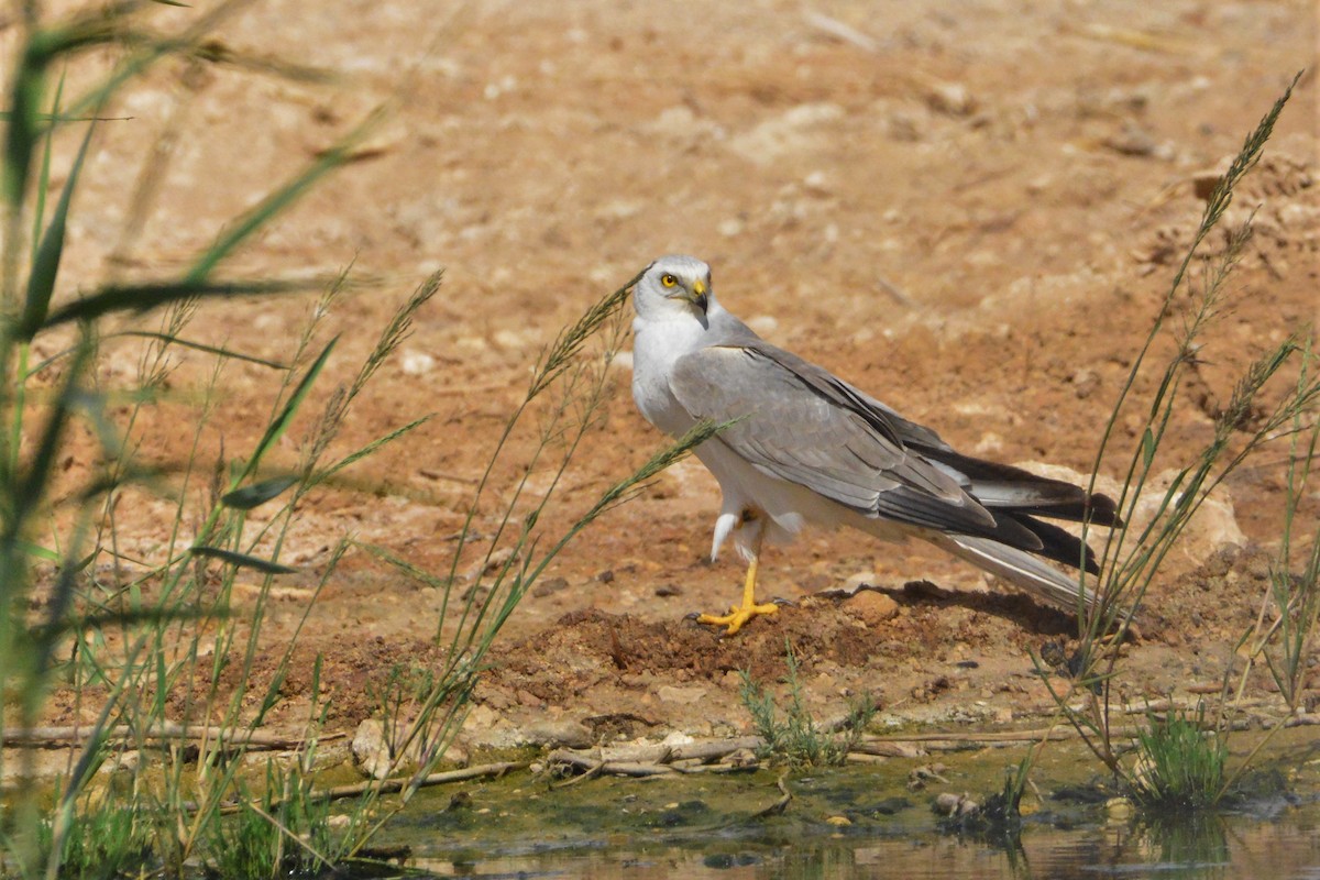 Pallid Harrier - ML431114711