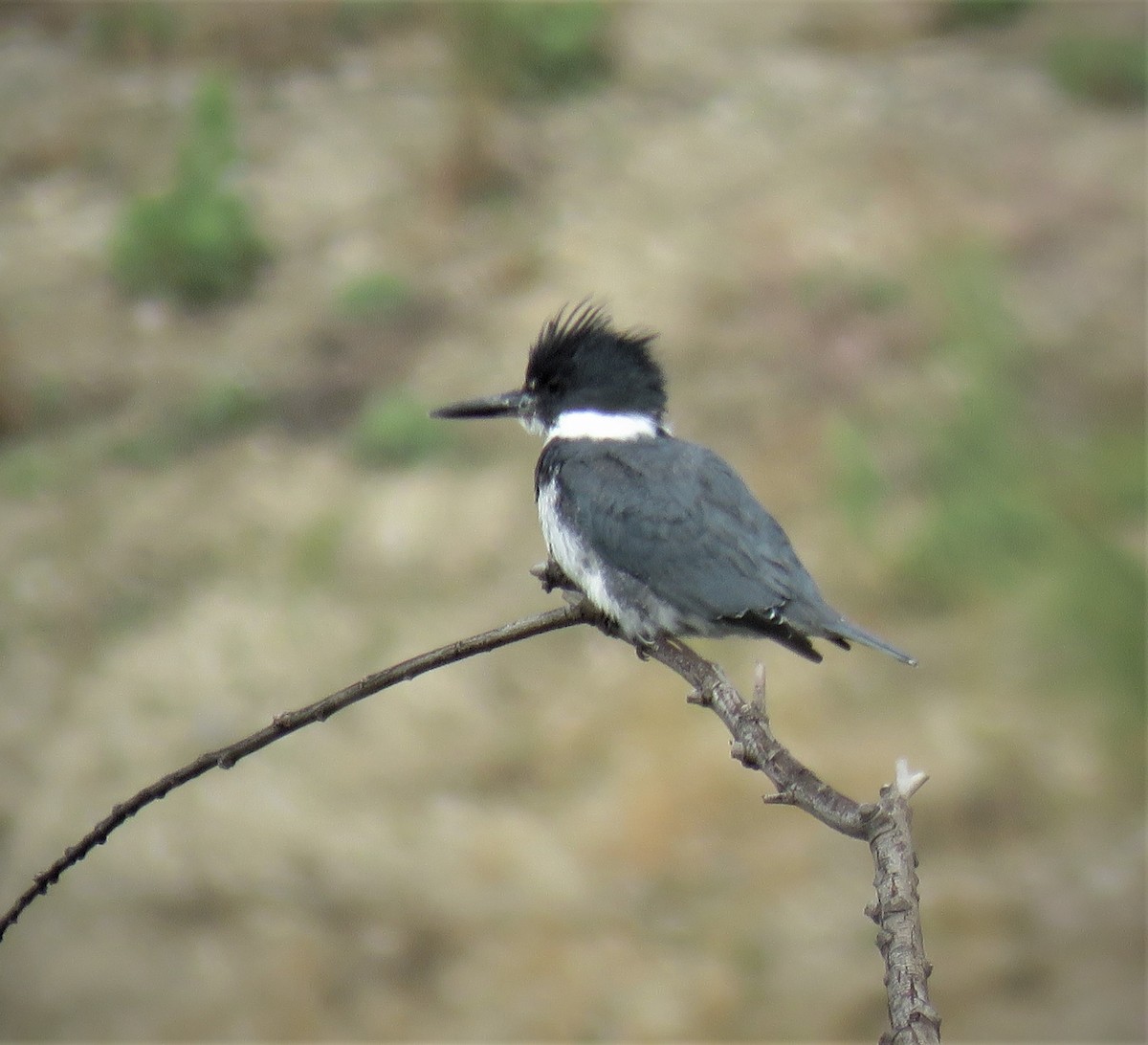 Belted Kingfisher - ML431115231