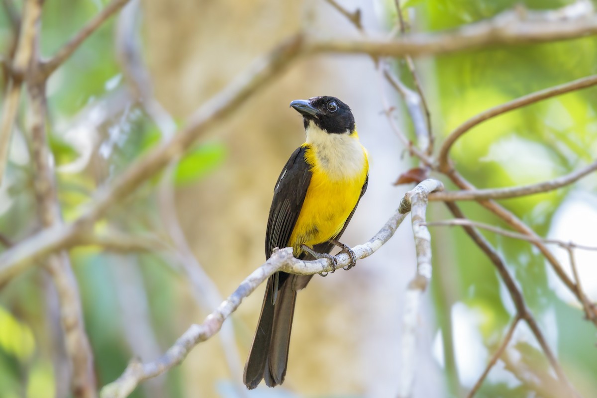 White-throated Shrike-Tanager - Bradley Hacker 🦜