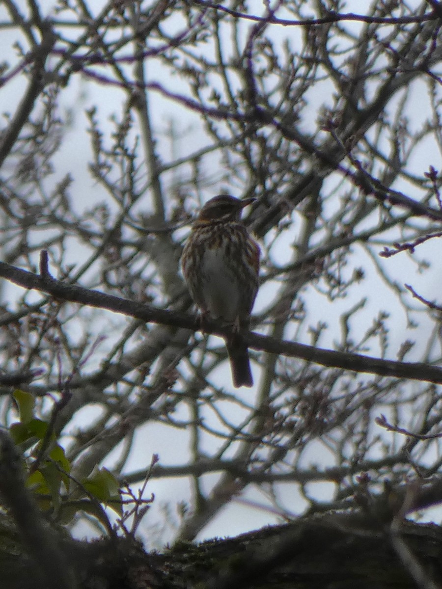 Birigarro hegalgorria - ML431118361