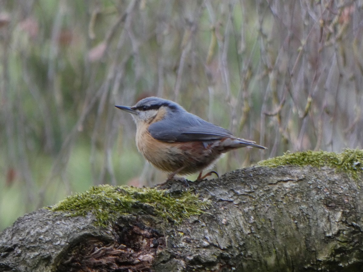Garrapo eurasiarra - ML431118681