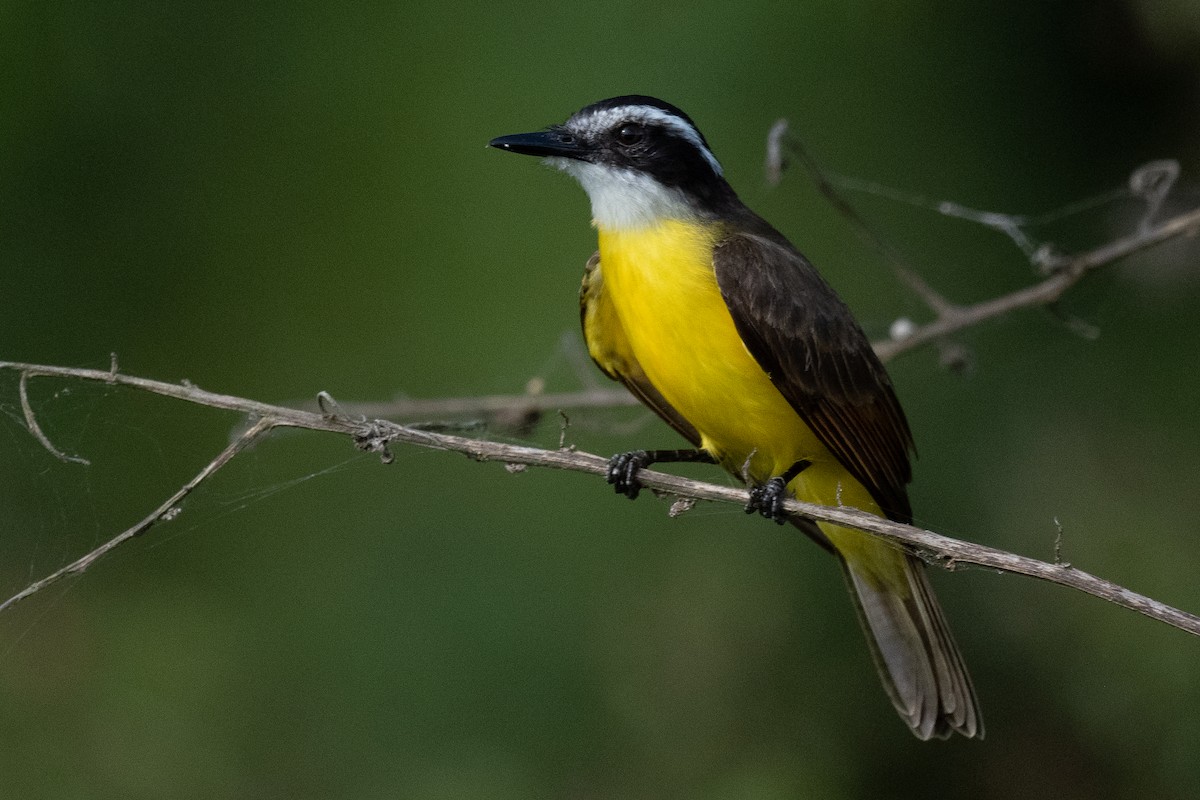 Lesser Kiskadee - ML431119721