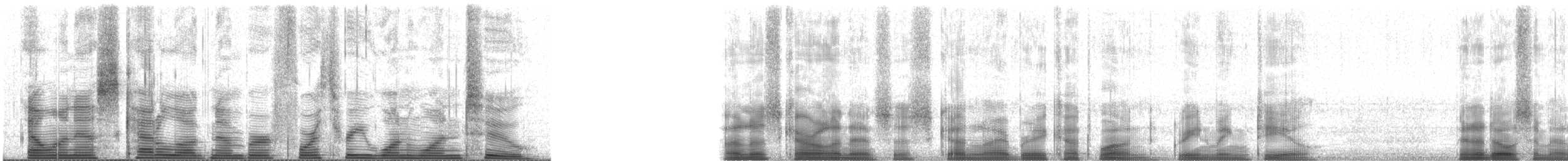 Krickente (Carolinakrickente) - ML43112