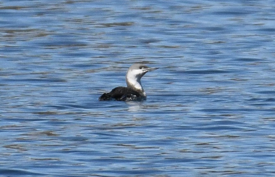 Red-throated Loon - ML431120531