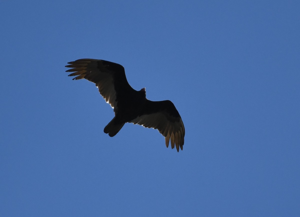 Turkey Vulture - ML431120661