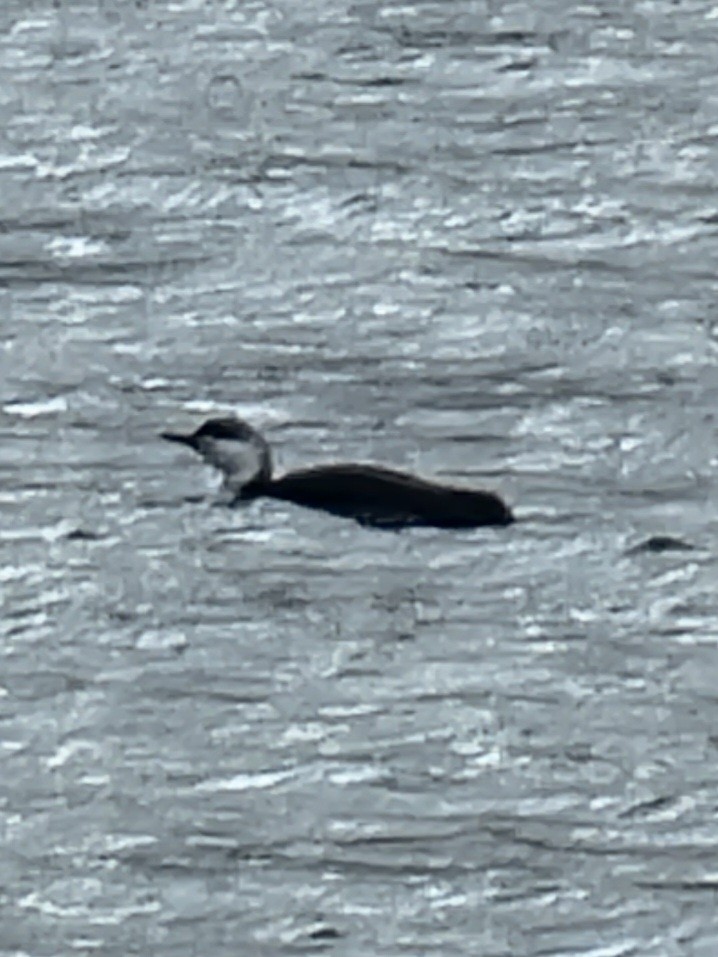 Red-throated Loon - ML431122441
