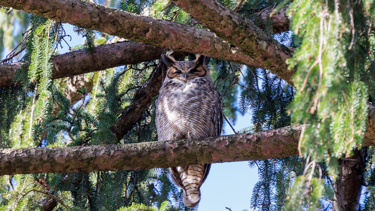 Great Horned Owl - ML431123651