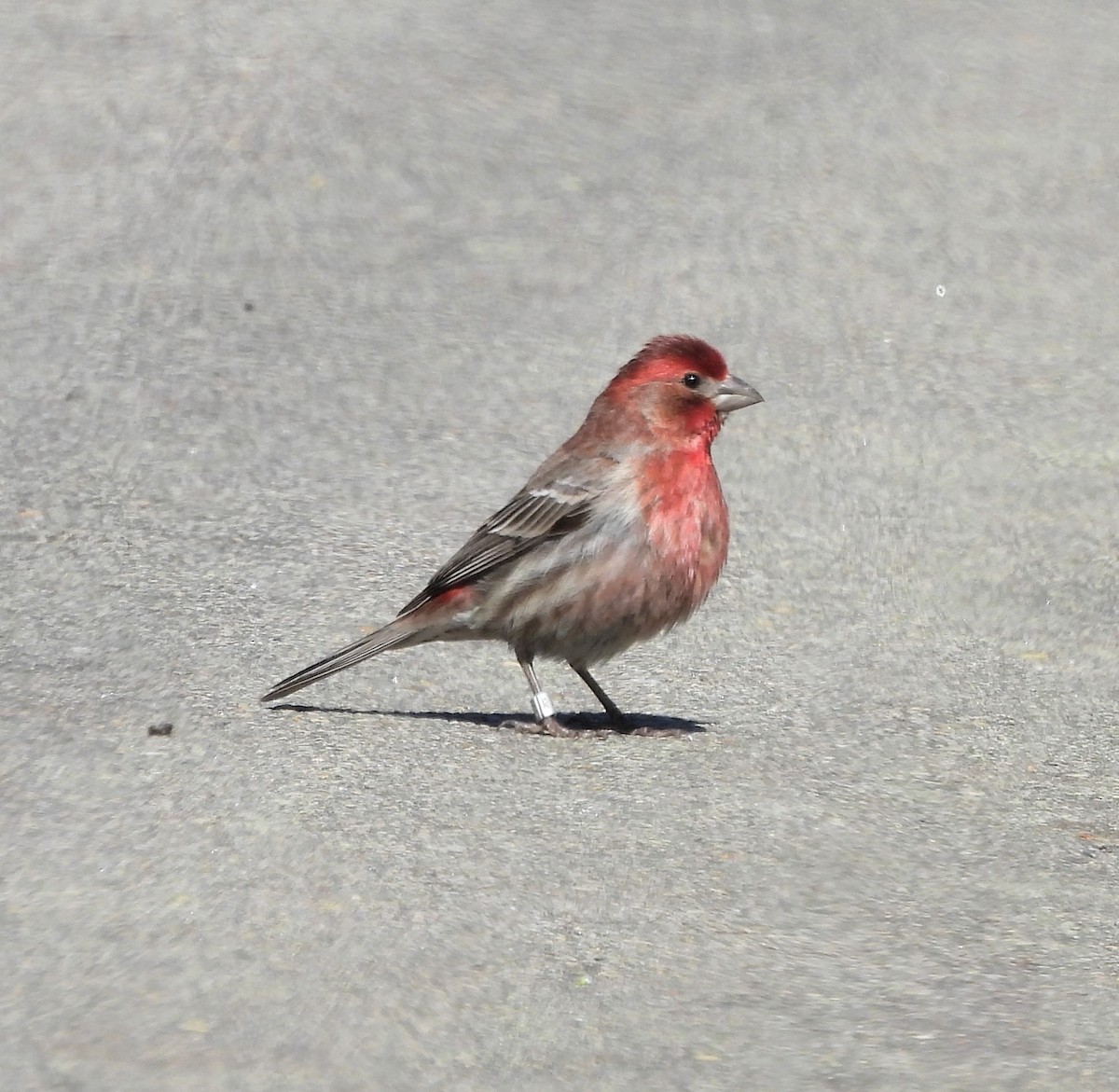 House Finch - ML431124841