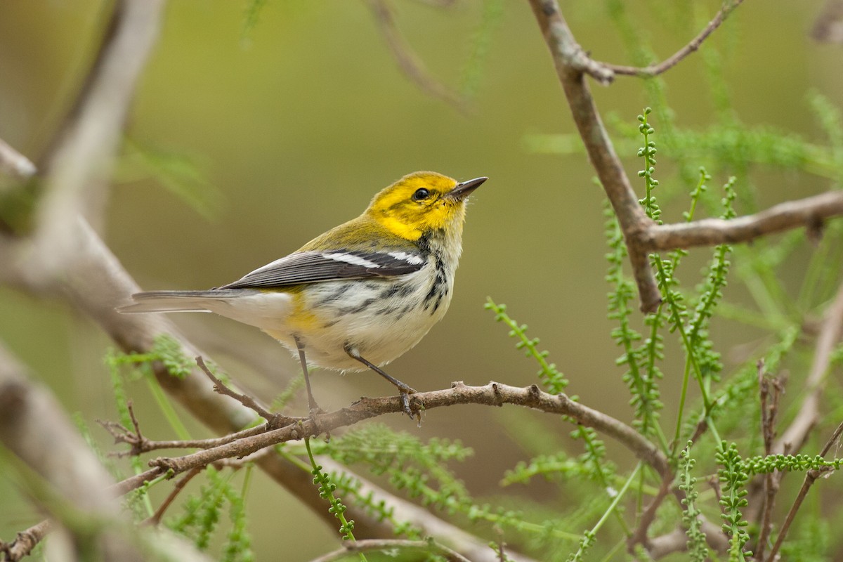 Black-throated Green Warbler - Chris Wood
