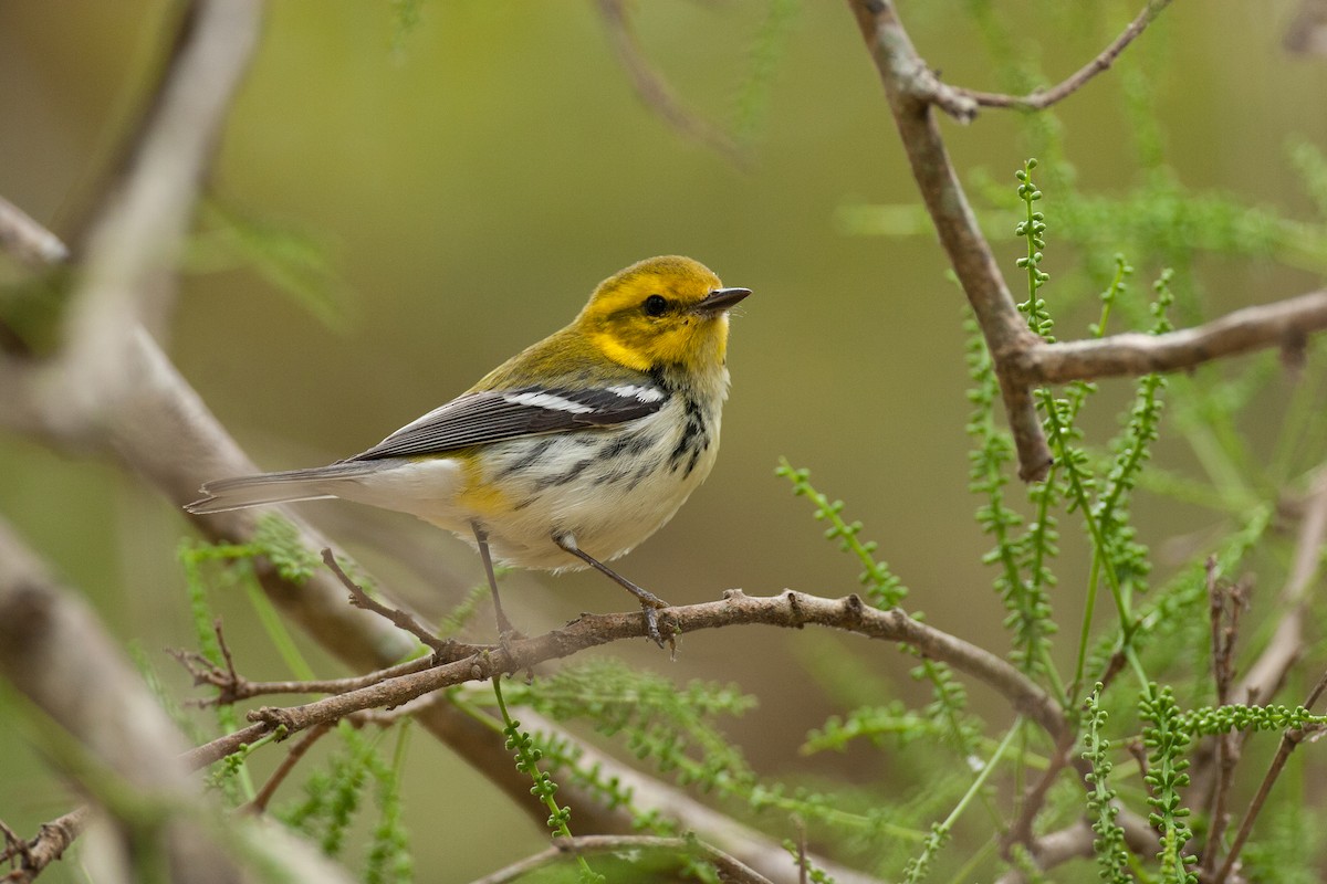 Black-throated Green Warbler - ML43112591