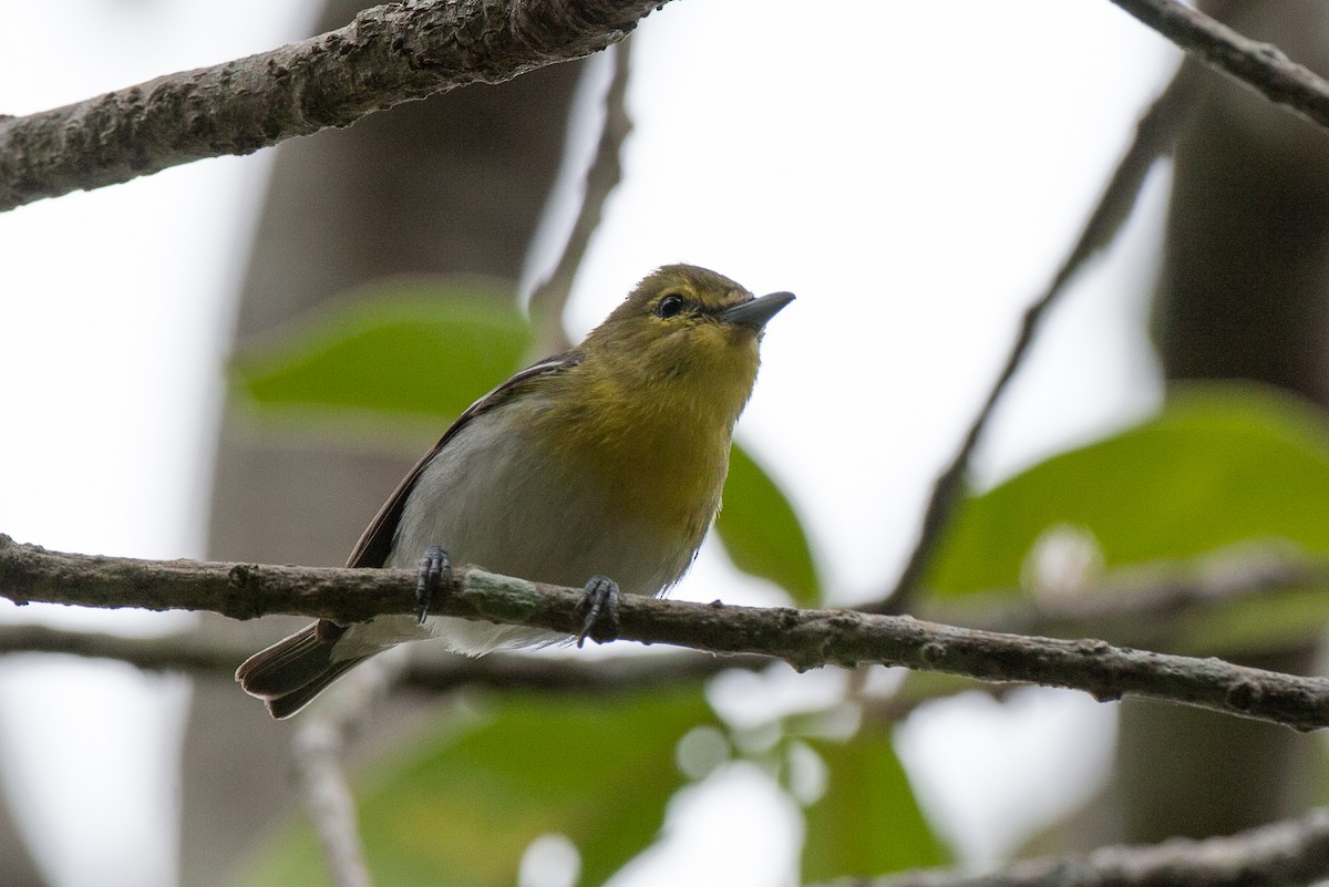 Yellow-throated Vireo - ML43112601